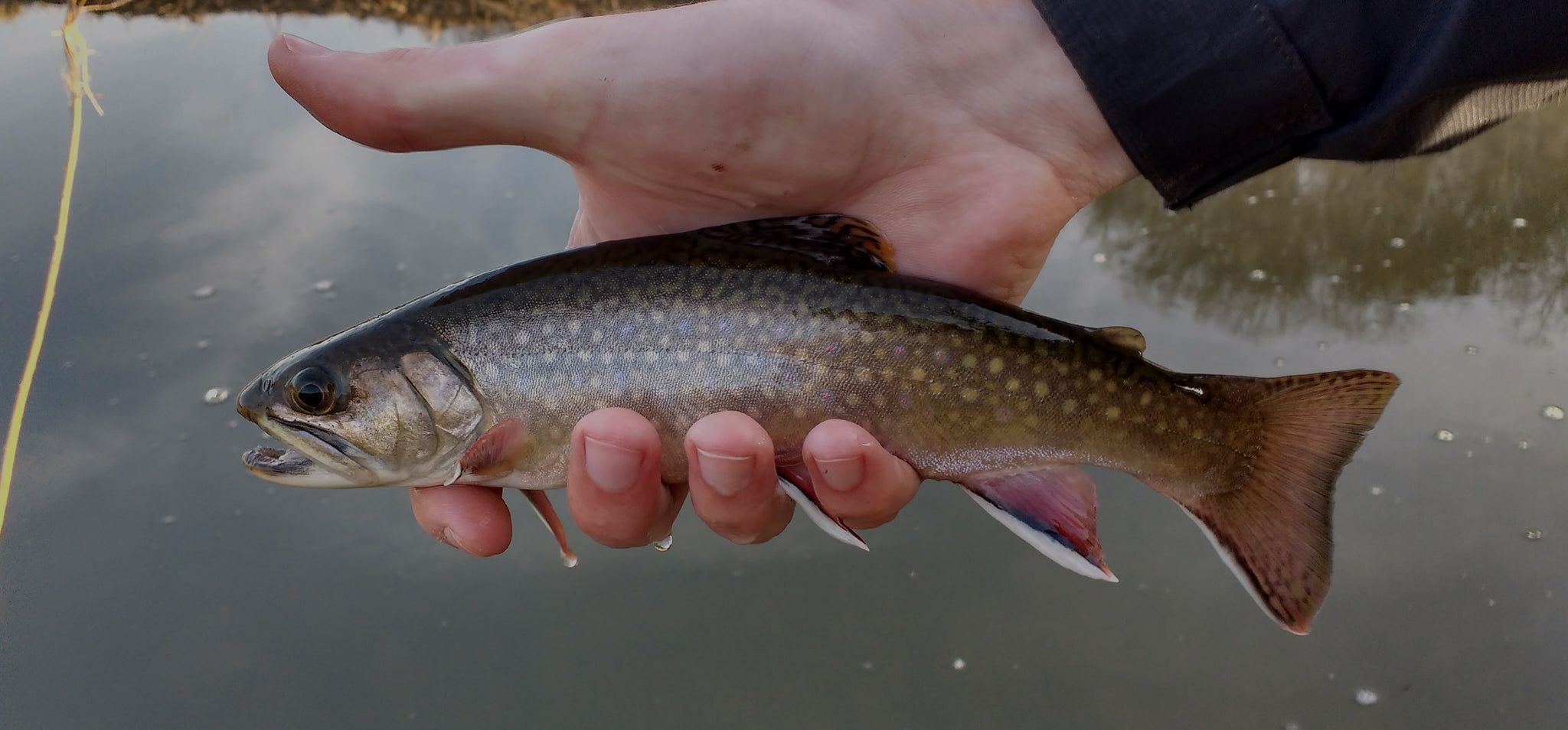 Fly Fishing: How To Approach Trout Streams With A Fly Rod