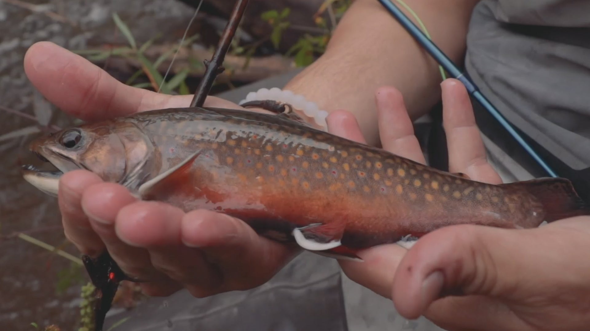 Fly Fishing For North Shore Small-Stream Brookies | THE DRIP [Ep. 5]
